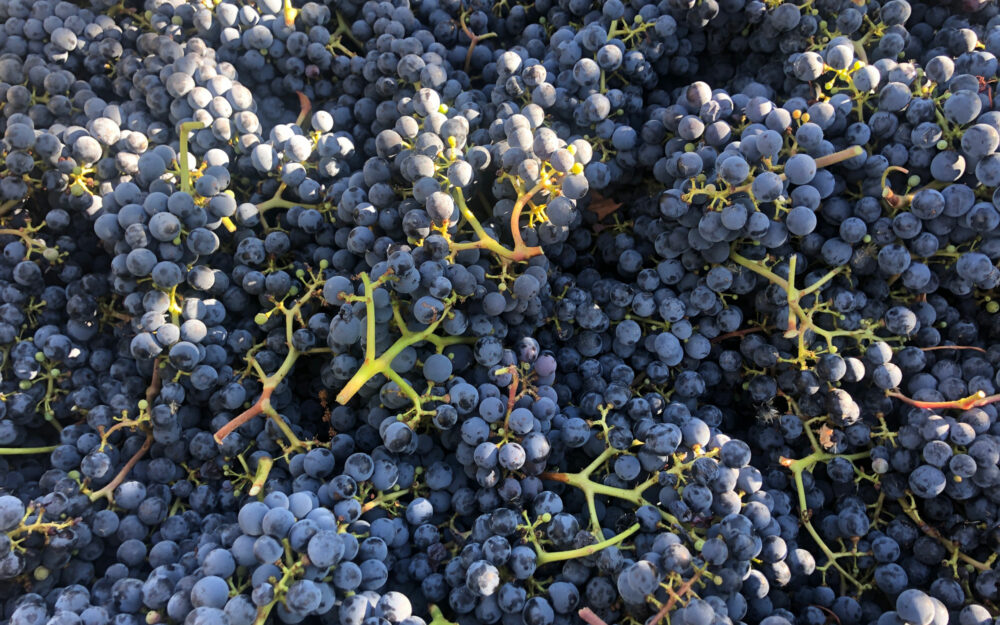 Red wine grapes freshly harvested