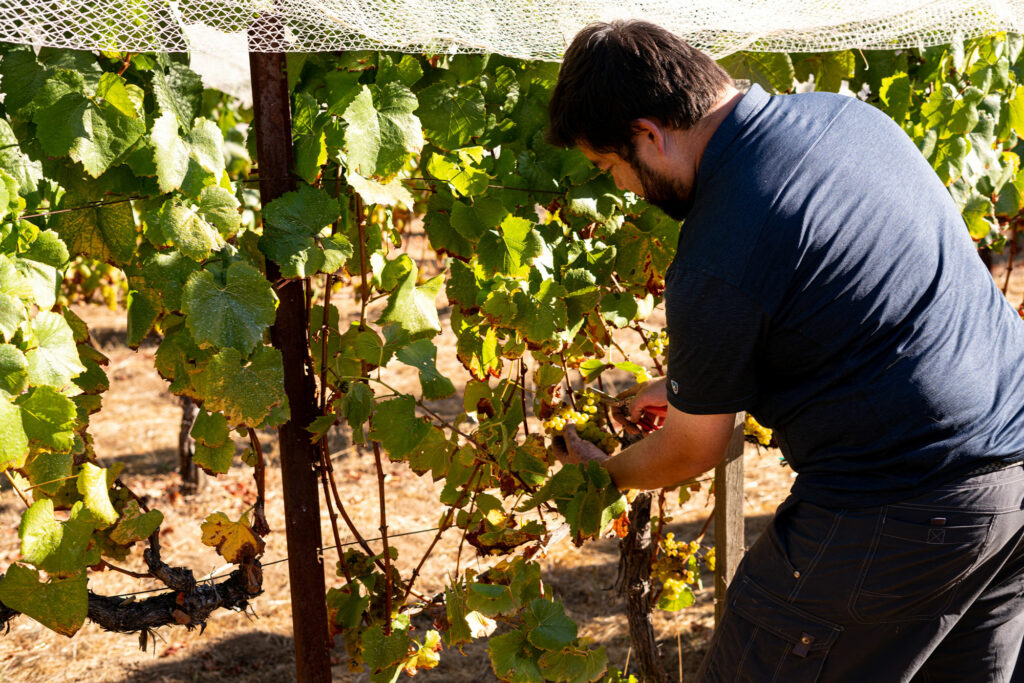 Robert Bergstrom harvesting grapes for Sandar & Hem Wine