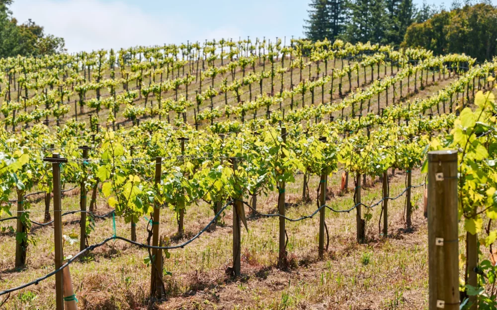 Prosperous Sandar & Hem vineyards in the Santa Cruz Mountains