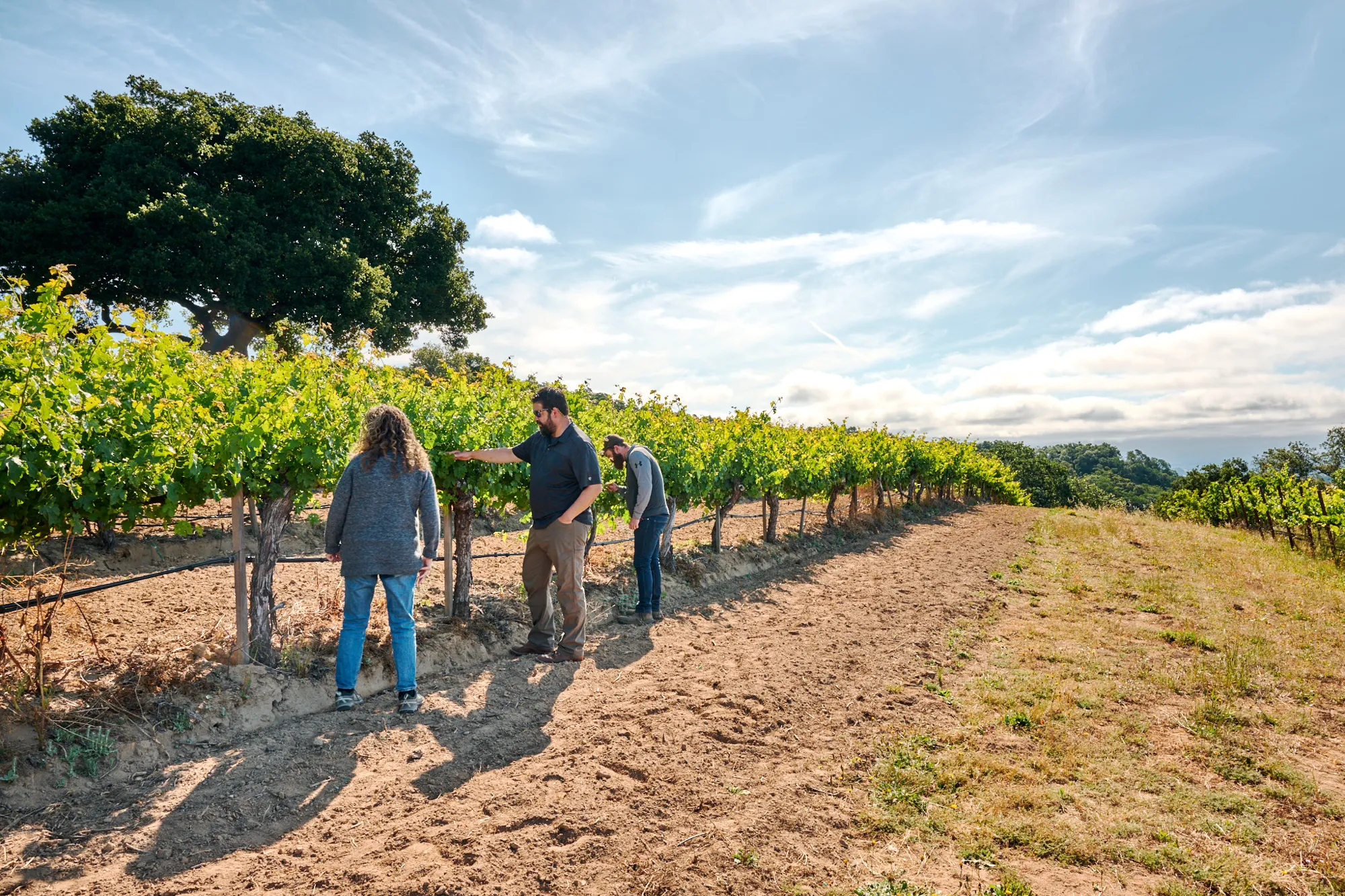 Sandar & Hem team inspecting vineyard health at the Bates Ranch Vineyard