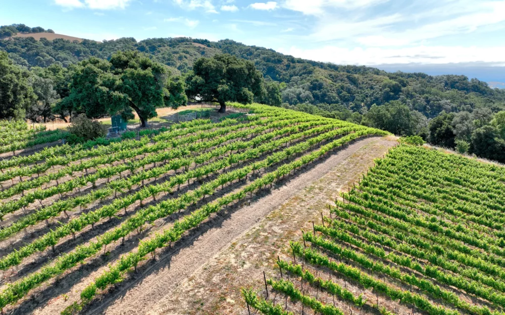 Sloping vineyards of Sandar & Hem in the Santa Cruz Mountains