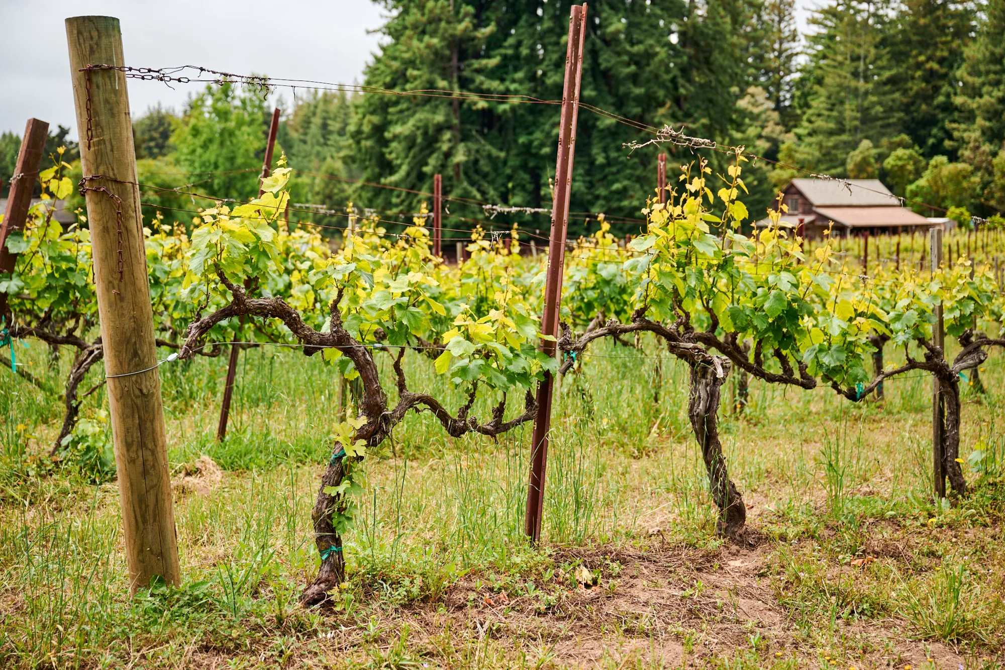Mature grapevines in the Sandar & Hem vineyard
