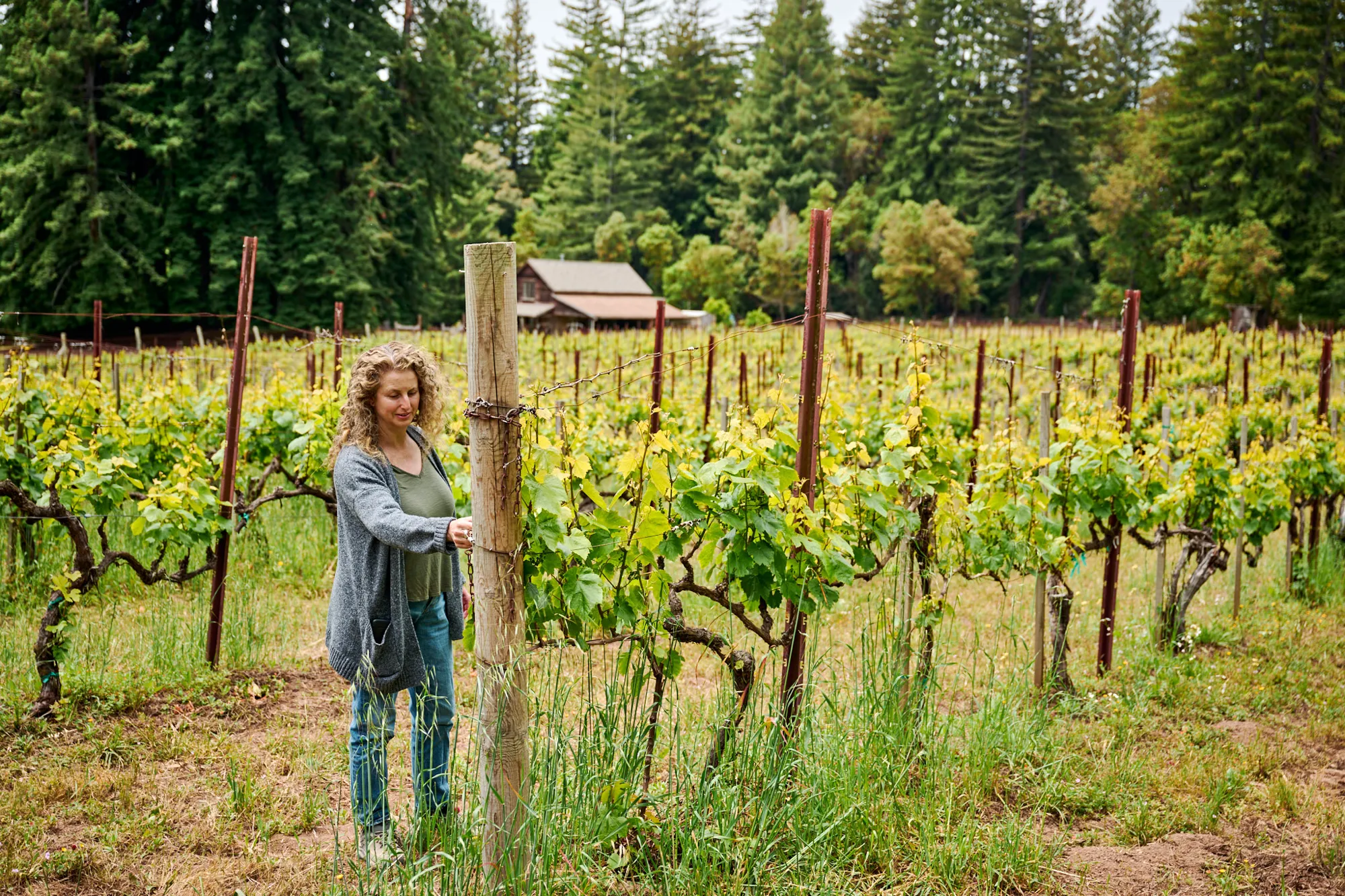 Recha Bergstrom inspecting the grapevine health at the Le Boeuf Vineyard