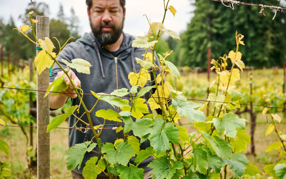 Robert Bergstrom inspecting the grapevine health