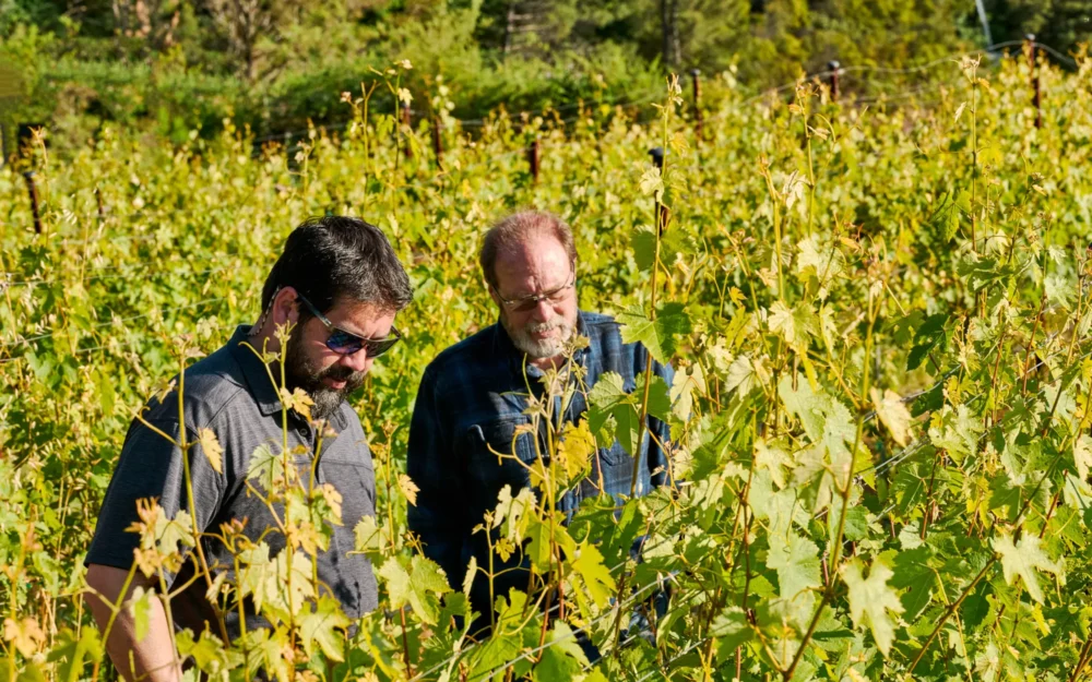 Robert Bergstrom inspecting vineyard growth at the Lago Lomita Vineyards