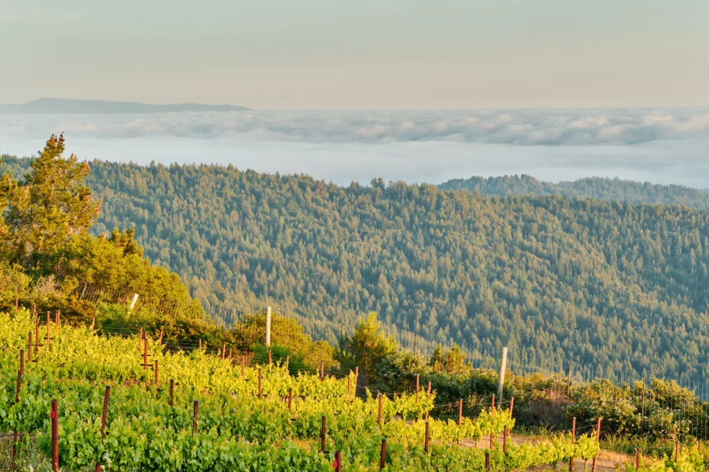 Sloping vineyards of the Santa Cruz Mountains, California, Sandar & Hem