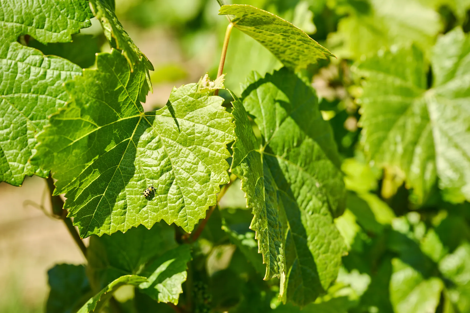Close up of a ladybug on a vineyard vine