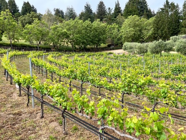 Chestnut Hill vineyard rows